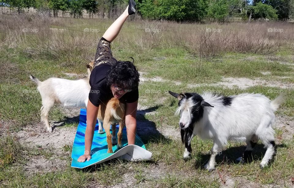 goat yoga