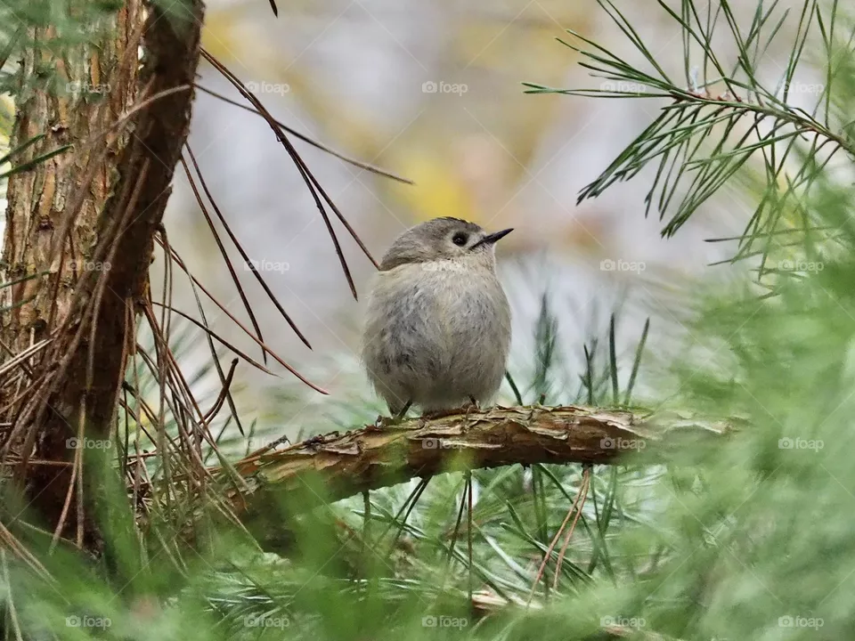 Goldcrest