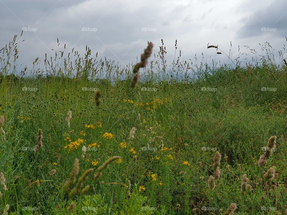 grassland under drammatic sky before tge rain