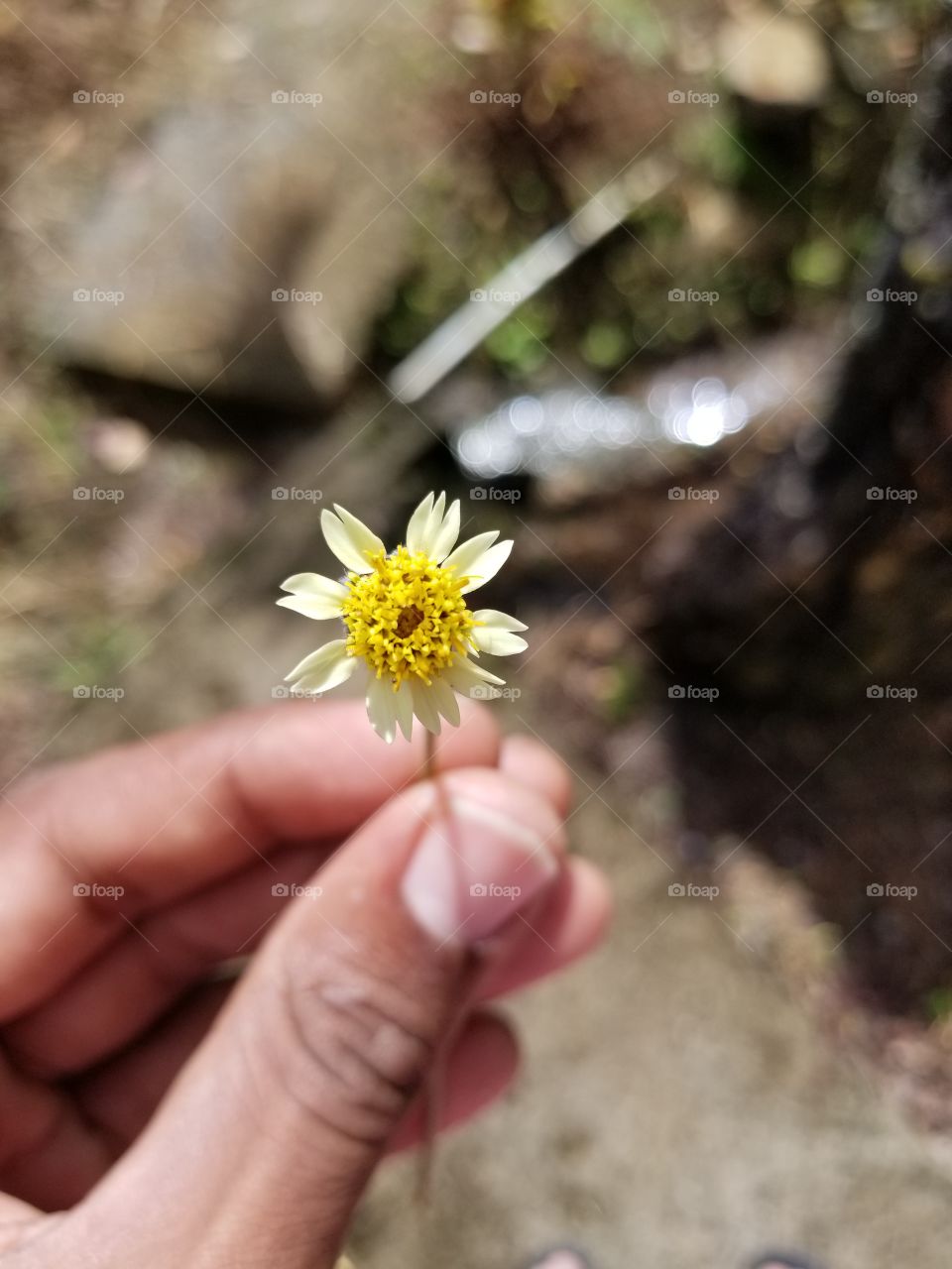 Small Flower
