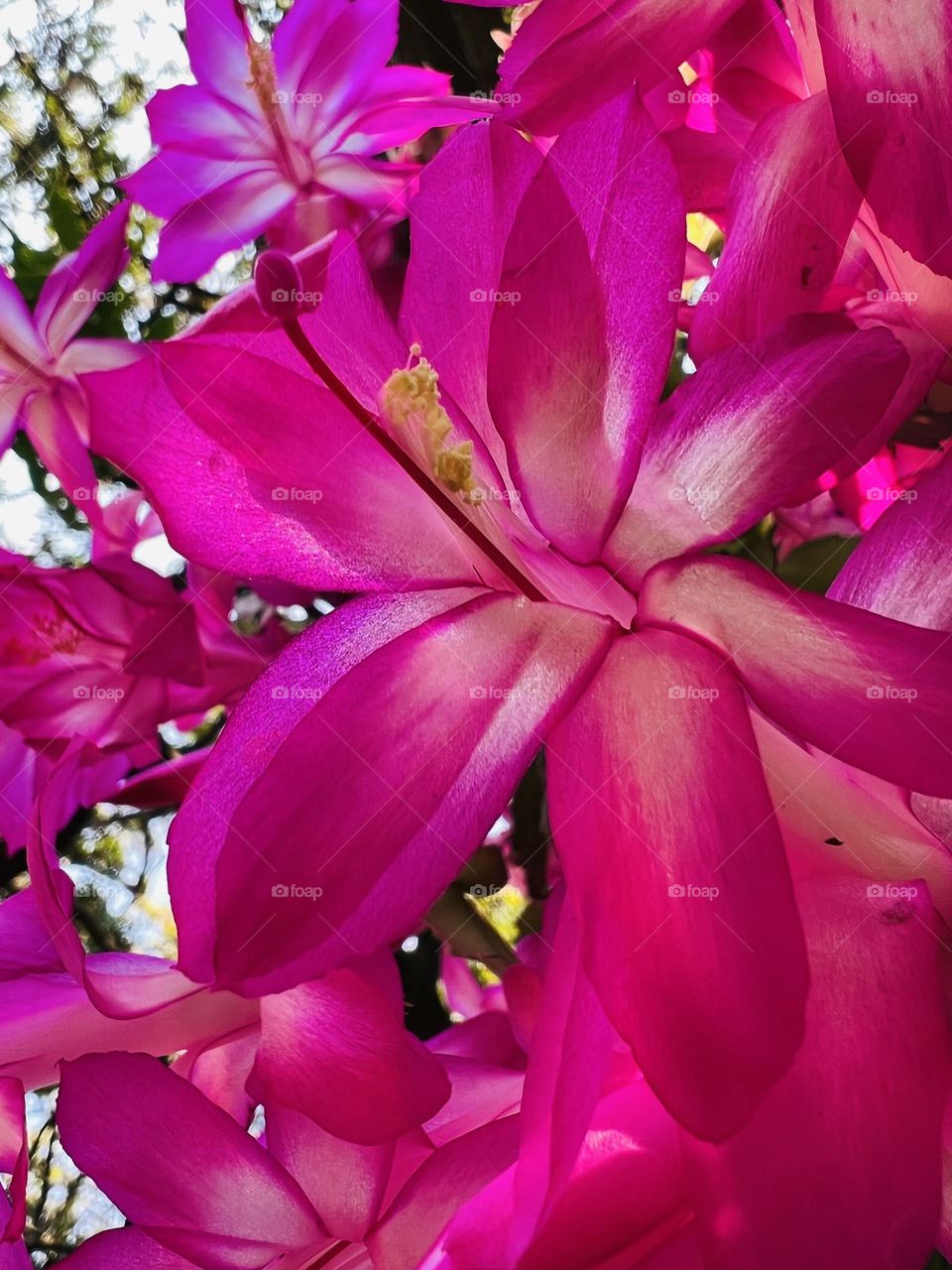 Pink flowers