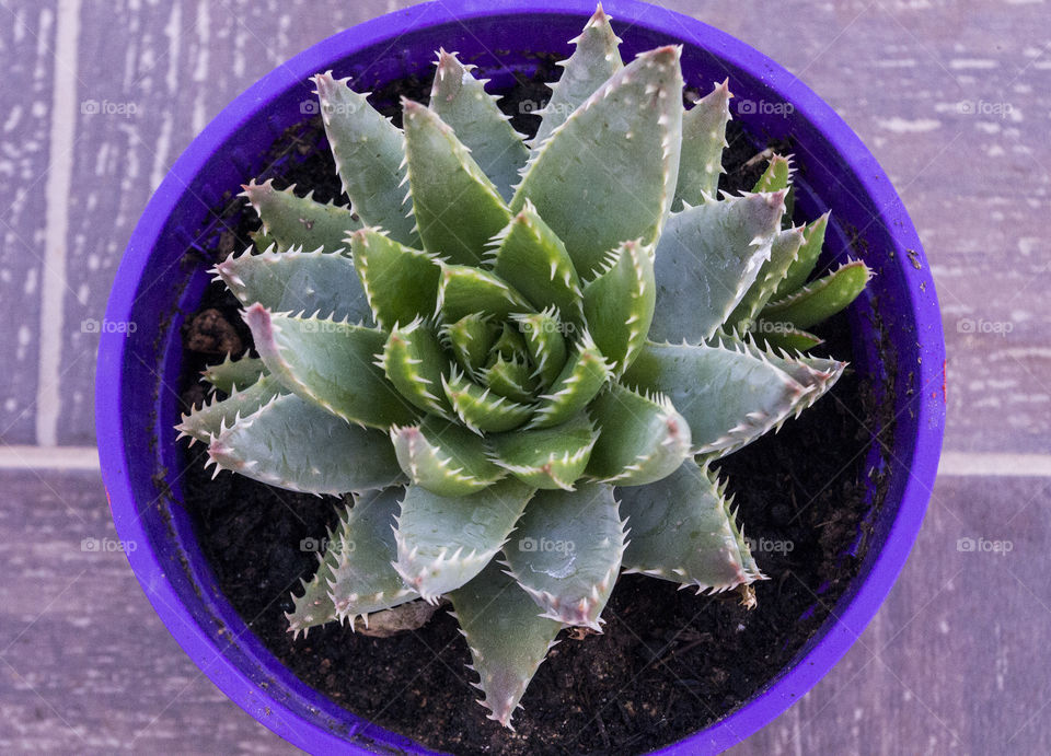 cactus in a purple pot