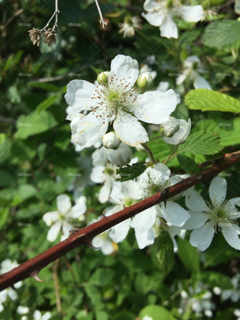 Blackberry blooms