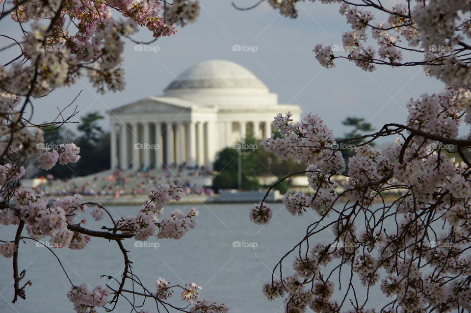 Jefferson memorial with cherry blossoms 