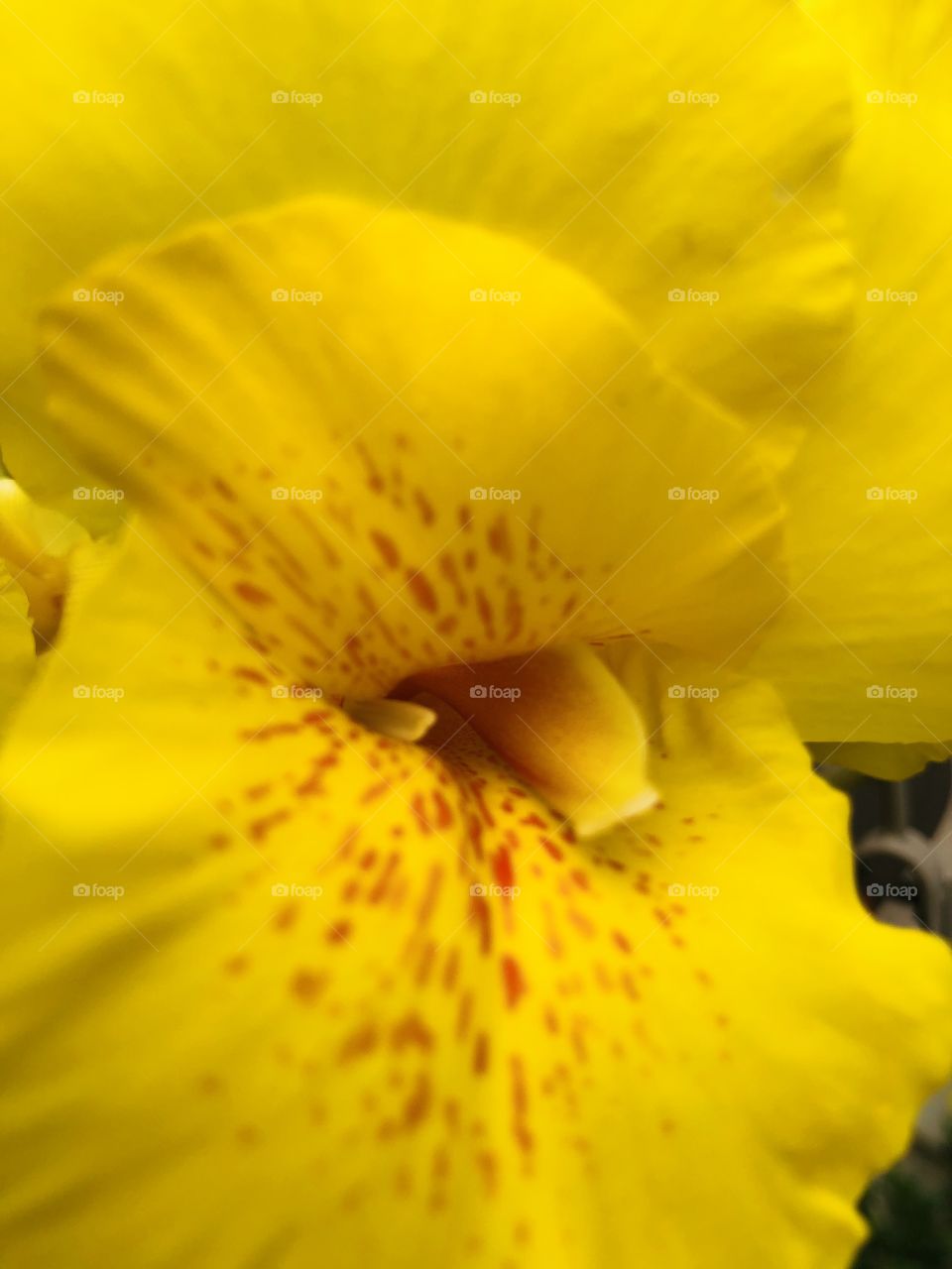 Yellow Iris closeup 
