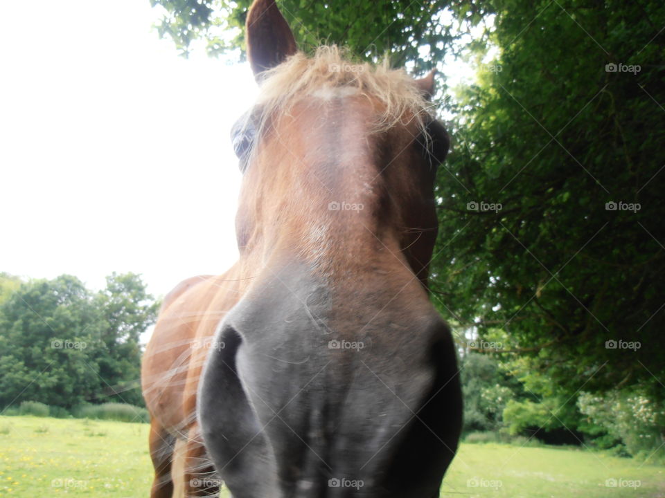 A Brown Horse Up Close