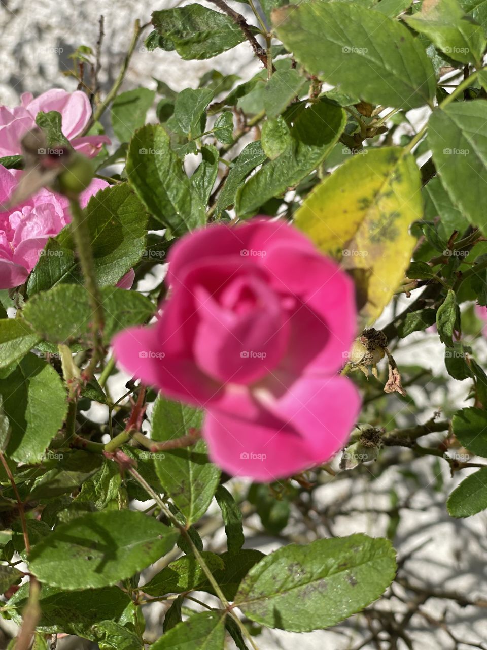 Rosa