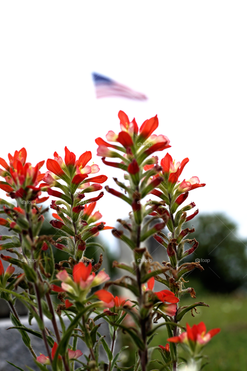 Indian Paintbrush and American Flag
