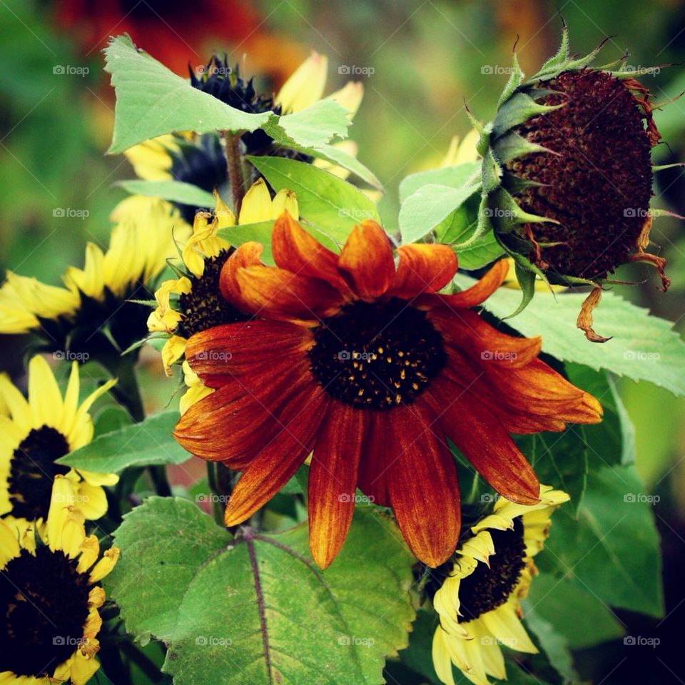 A sunflowers life. Three phases in the art of dying.