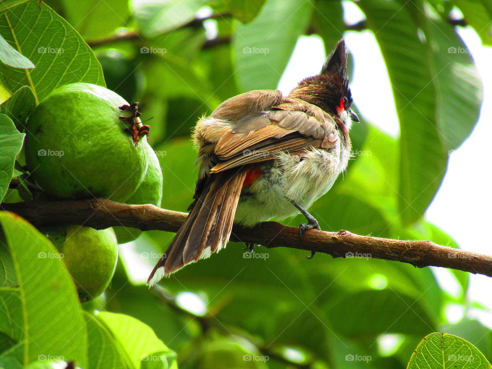 The red-whiskered bulbul (Pycnonotus jocosus), or crested bulbul, is a passerine bird found in Asia. It is a member of the bulbul family.