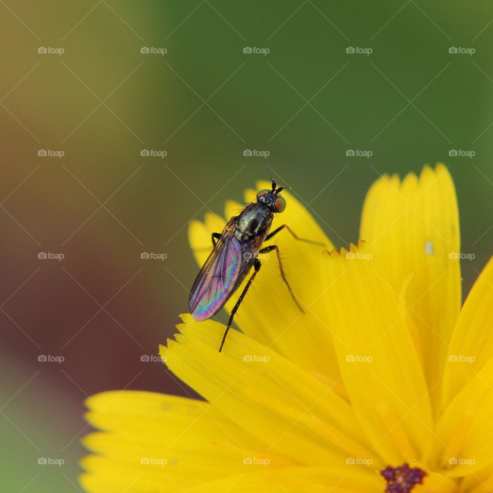 Beautiful macro fly relaxing on top of a yellow flower 