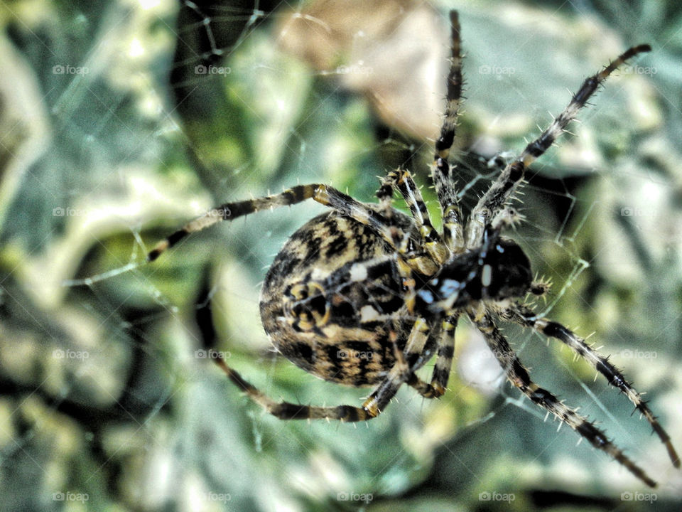 insect spider animals by gordynodrog