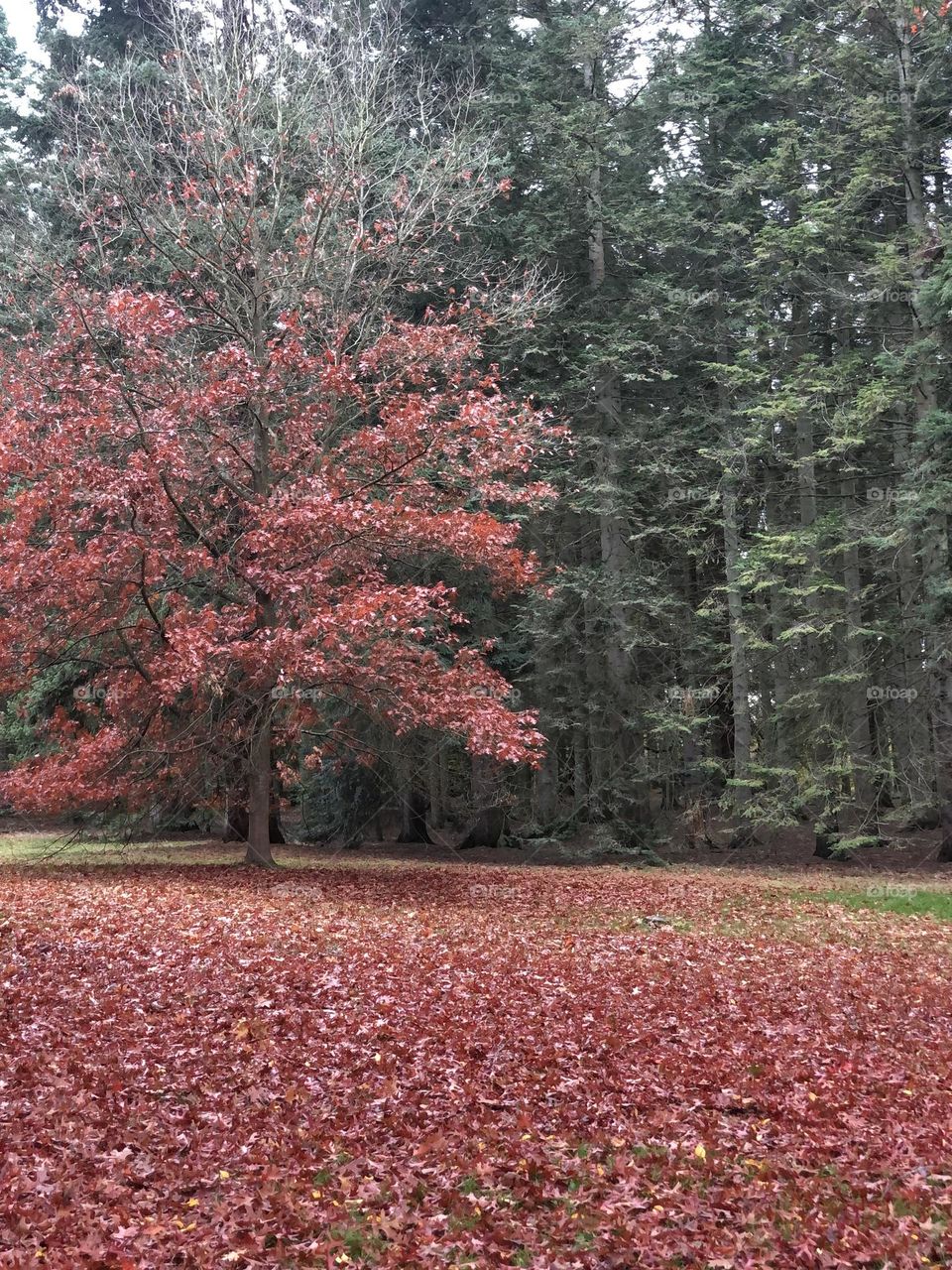 Windsor great park in fall