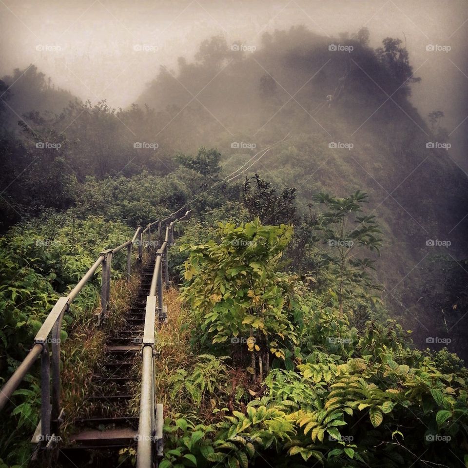 Scenic view of nature