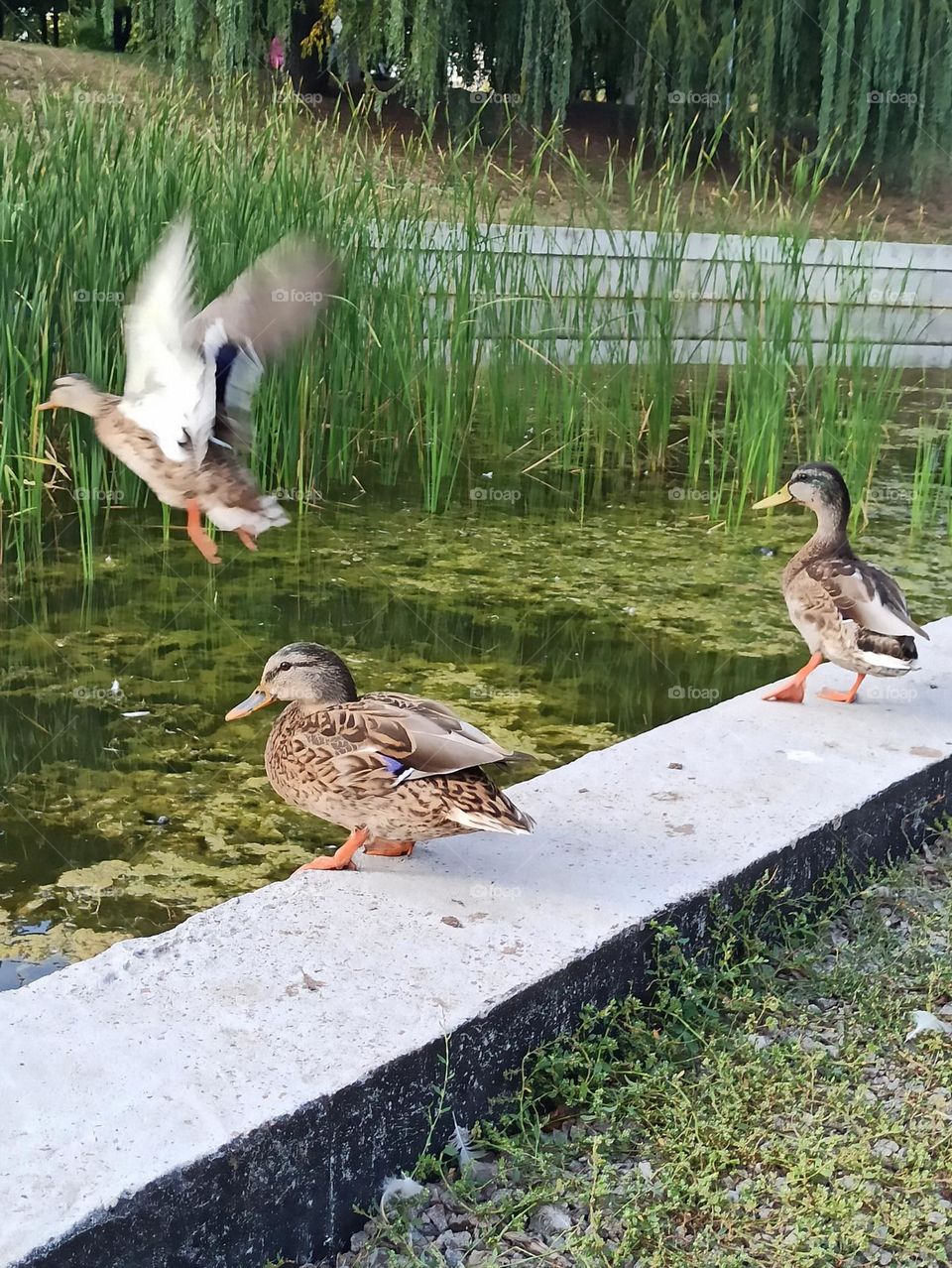 Birds & Bees - Nature in Motion. Ducks
