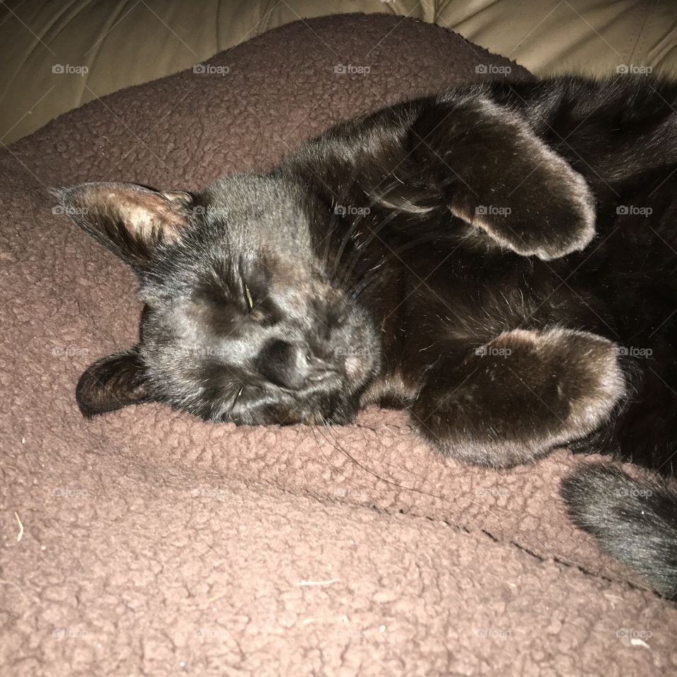 Sleeping Black Cat Named Velvet

Our cat is so hard to take a photo of inside the house because she's all black. This was a cute lucky pic so I'm sharing it.