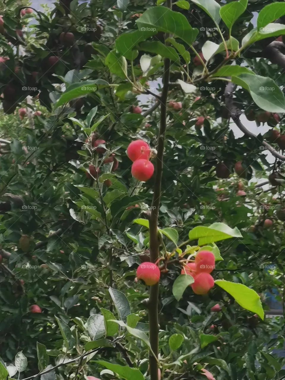 apple pinkish
