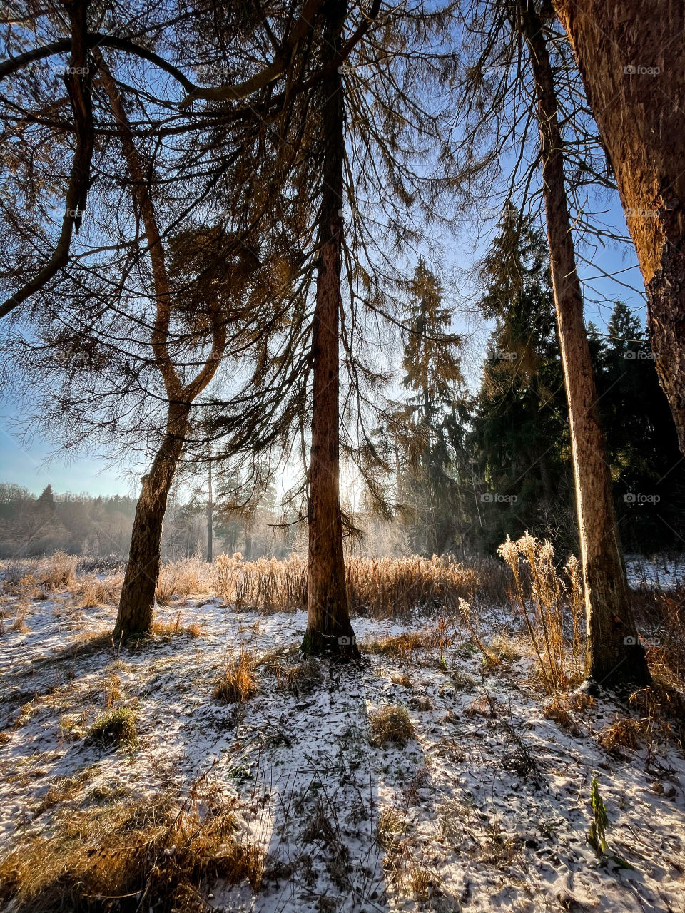 Winter landscape in sunny forest in December 