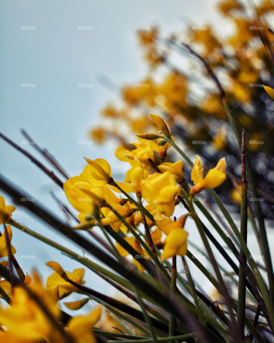 Yellow flowers