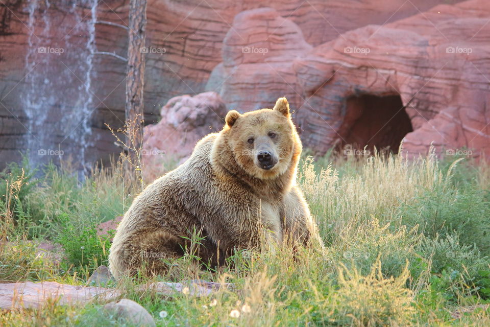Grizzly Bear in Bear Country, South Dakota