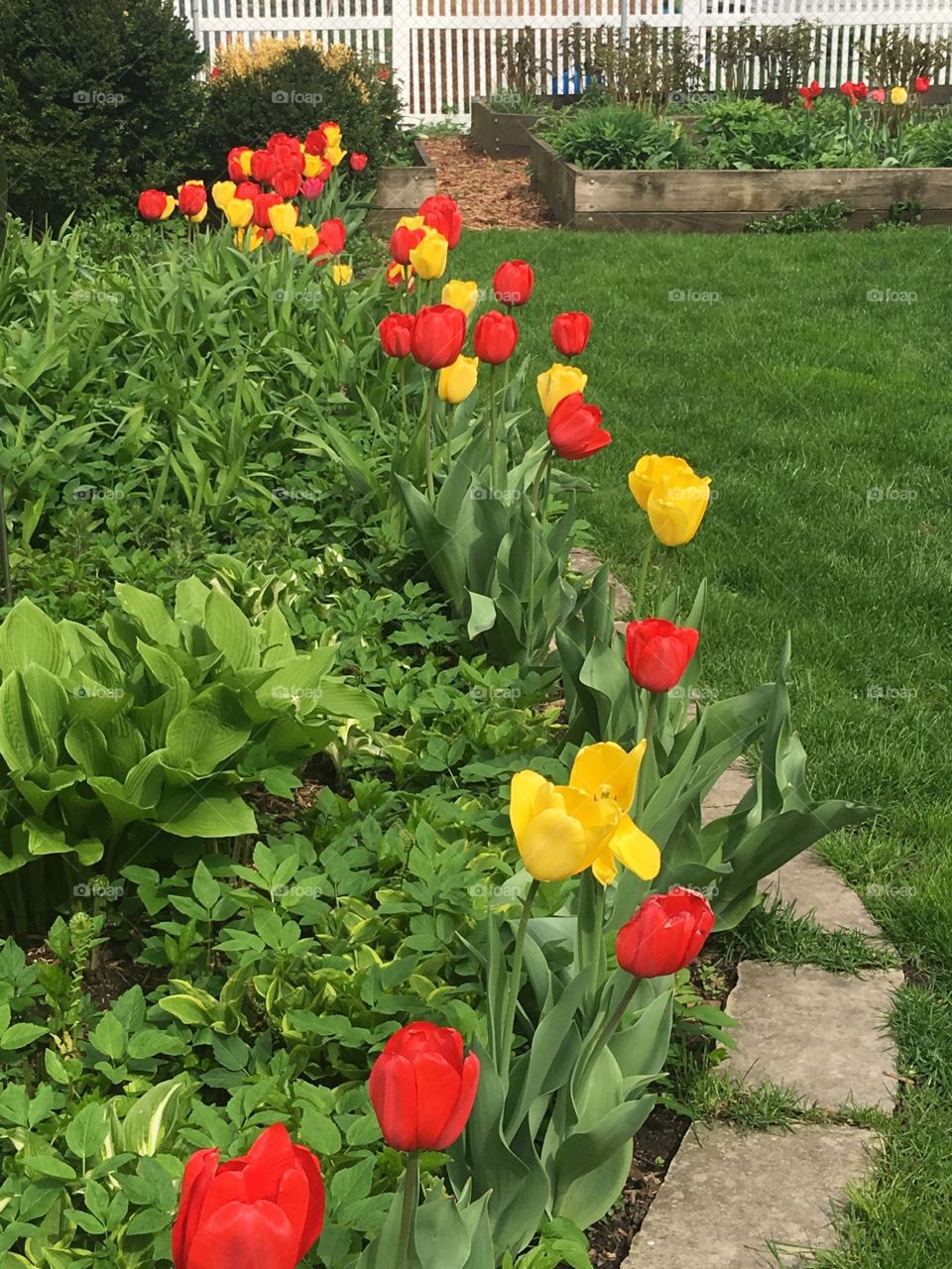 Colorful tulip garden.