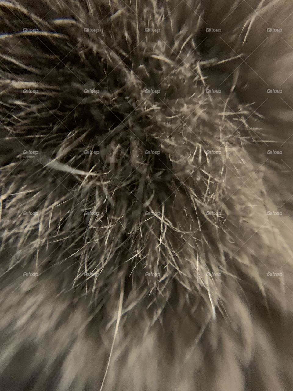 Macro lens fun. A close-up of cat fur. While she sleeps, the grey tabby becomes an experiment in photography! 