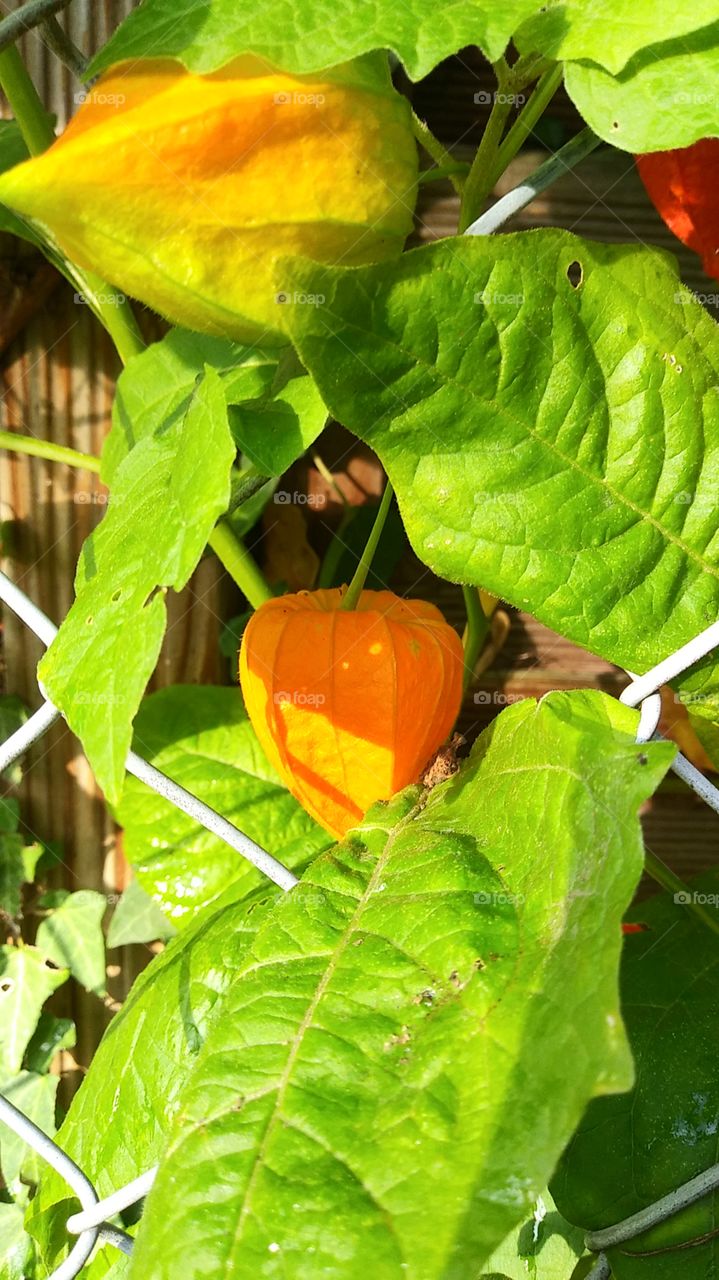 an orange blossom, half in sunshine, haöf in shadow