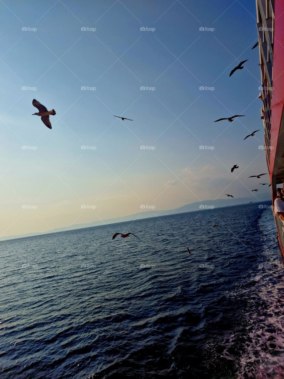 seagulls flying after the ship