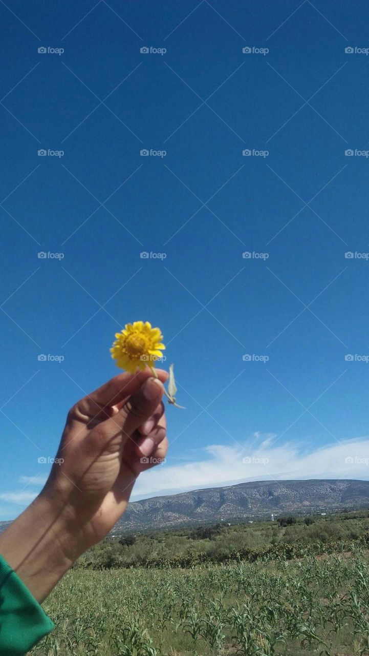 Beautiful yellow flower embraced a blue sky.