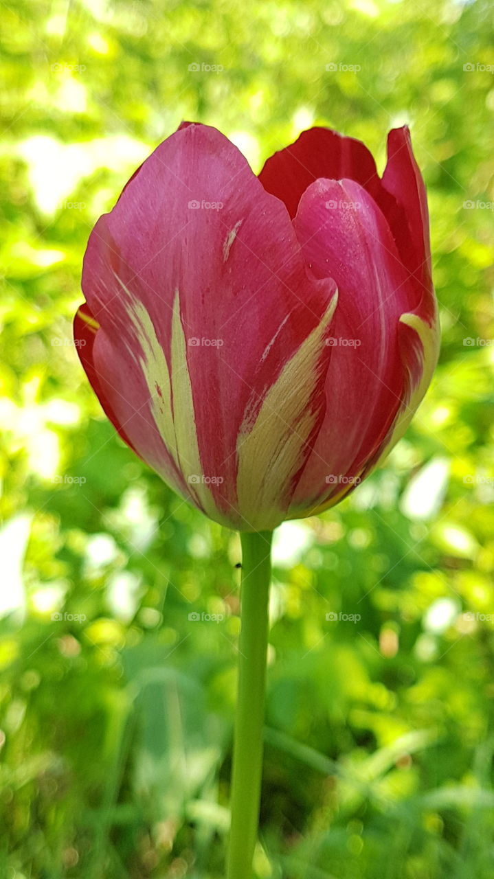 red and yellow tulip closeup