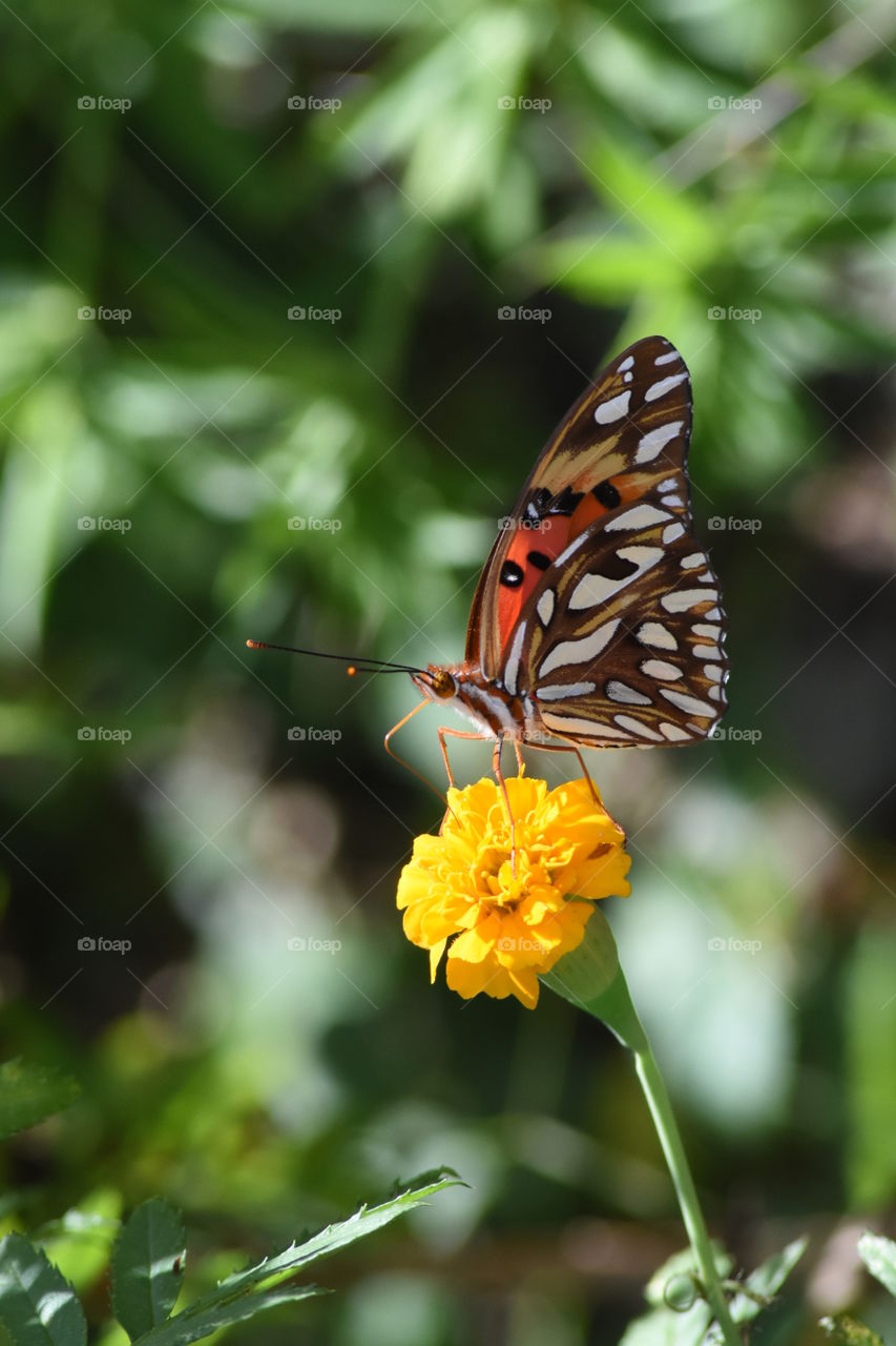 butterfly yellow flower