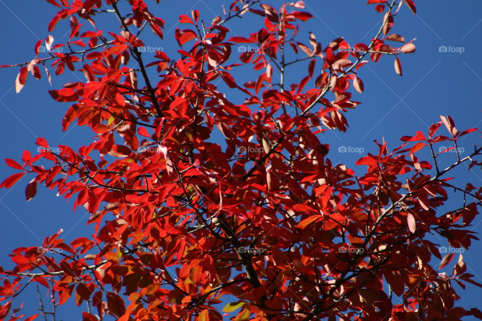 Autumn leaves