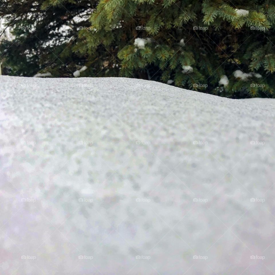 Snow and tree