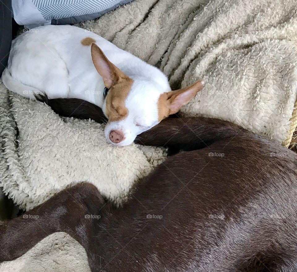 A chihuahua dog sleeping on a Labrador’s tail