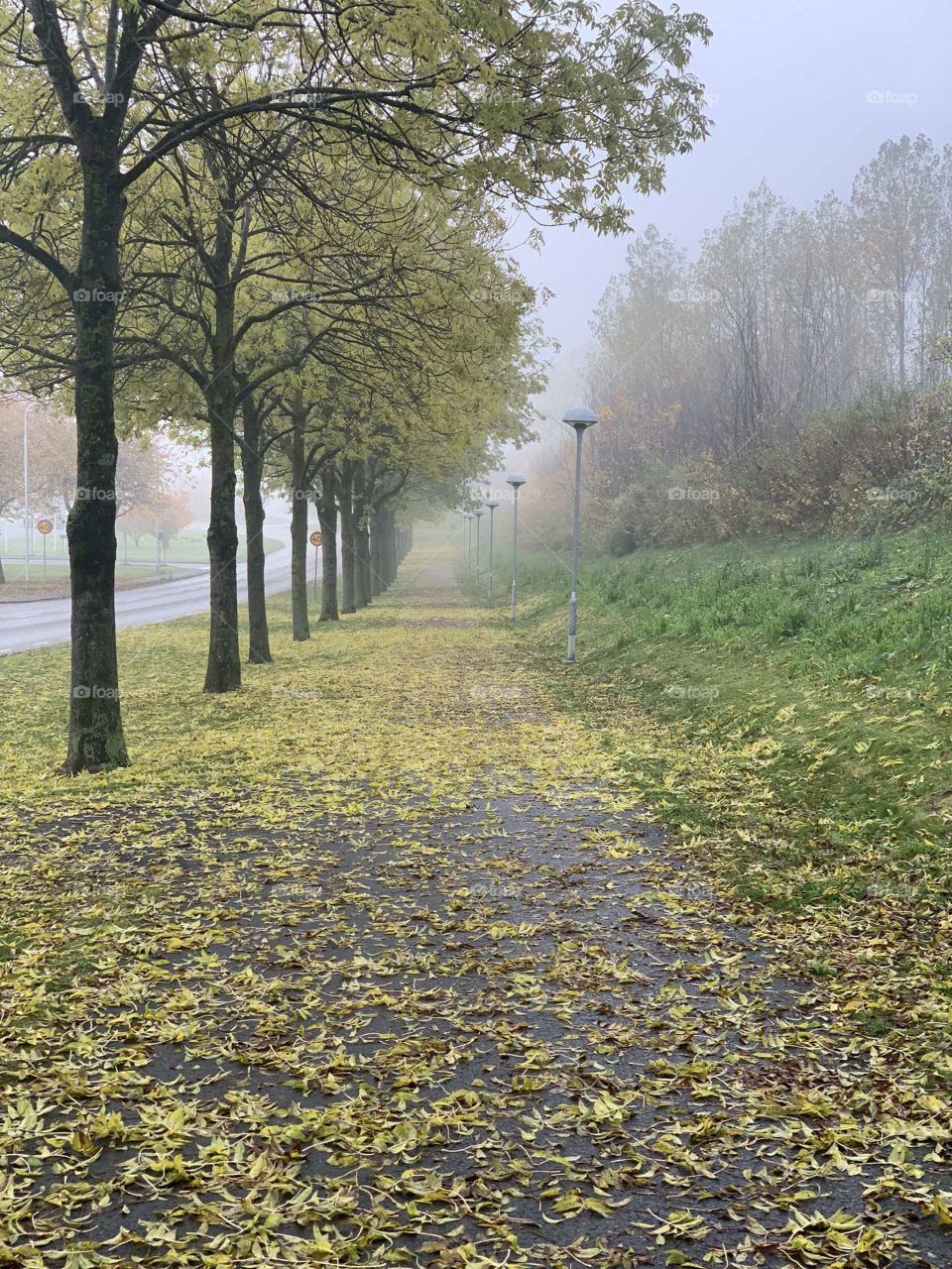 Walking among the autumn leaves