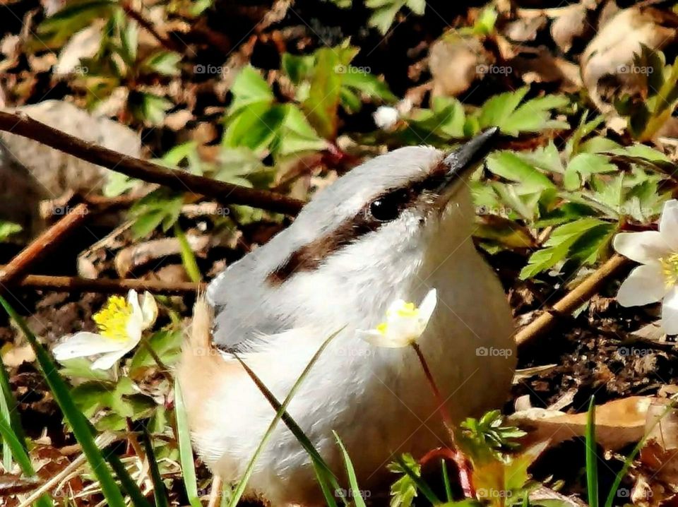 Bird in the grass with white anemones