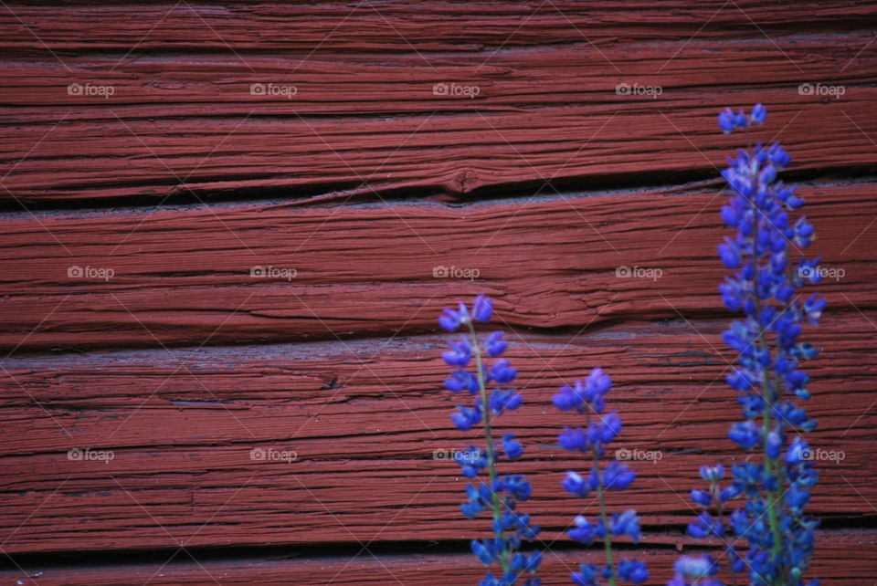 Flowers against old wall