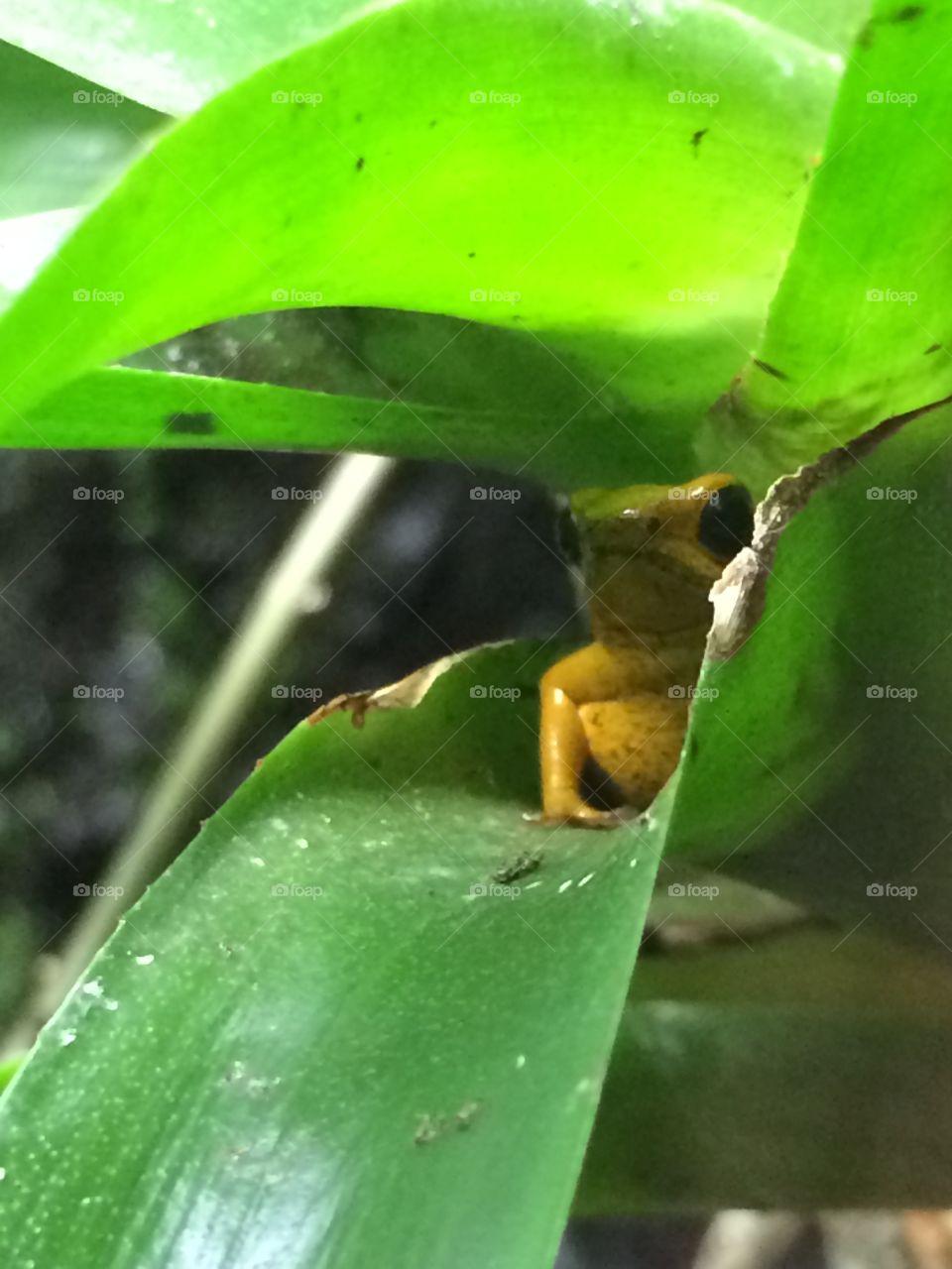 Yellow Frog 2