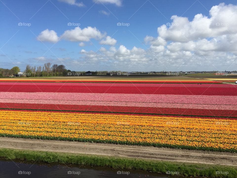 Spring in keukenhof