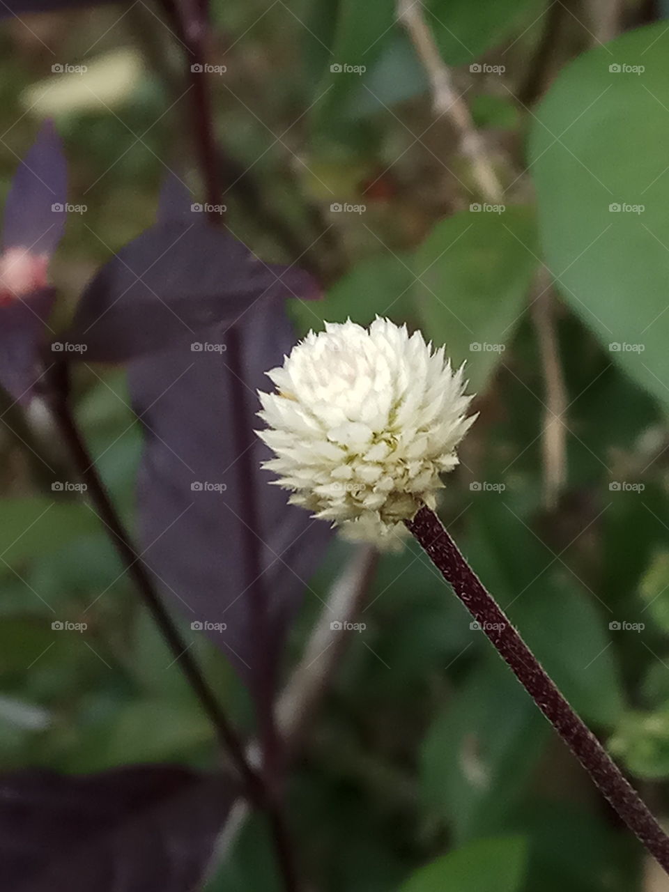 Flower close-up