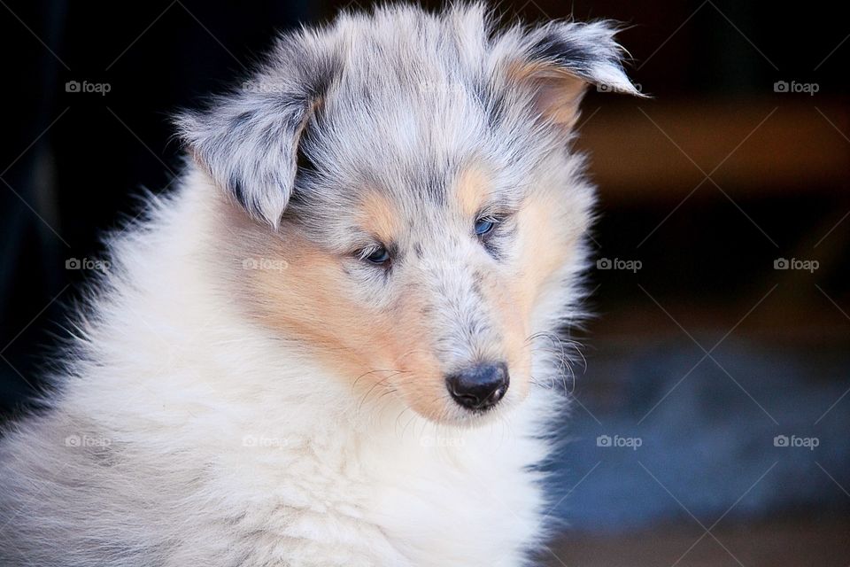 Collie puppy