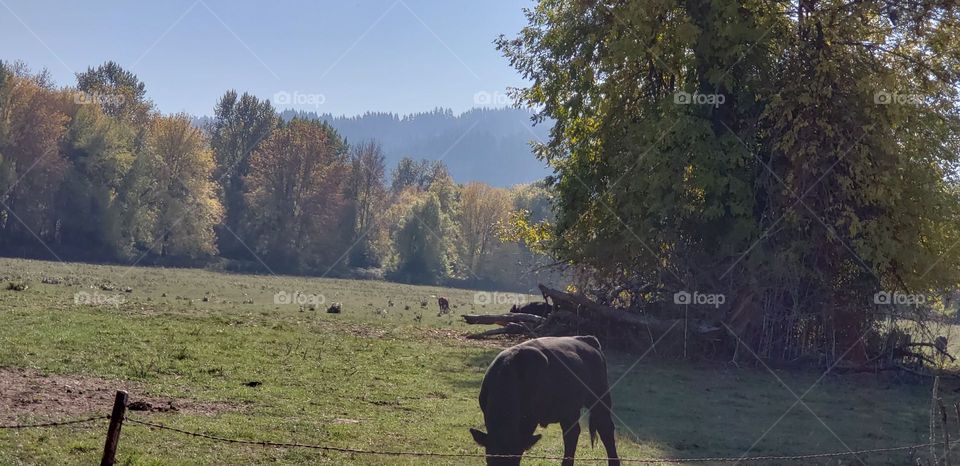 buffallo roaming