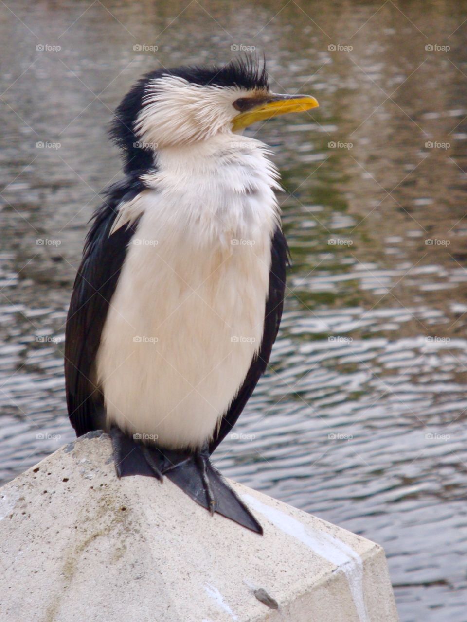 A Bird Called Cormorant.