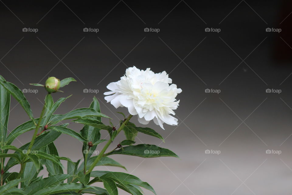 my first Peony of the spring