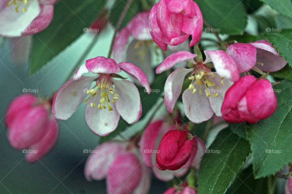 I was feeling a little bit of the quarantine blues today but I was cheered up by the beauty of nature just outside my front door. My crabapple is in full bloom & flowers always make me smile! 