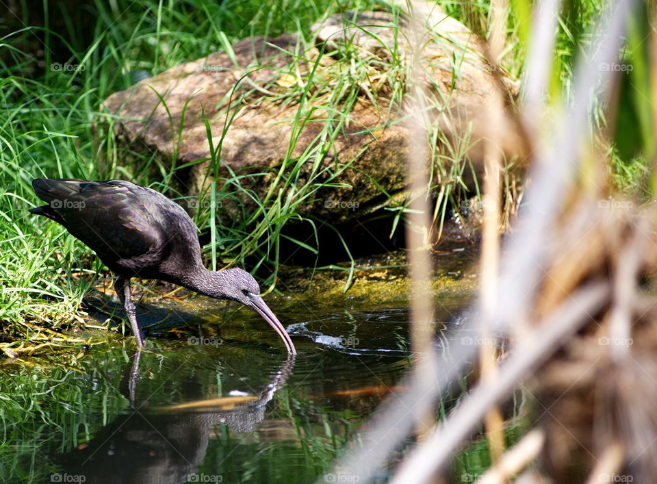 Glossy Ibis
