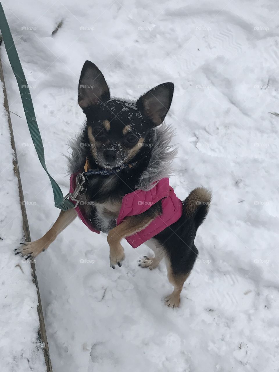 Pom-Chi in the snow