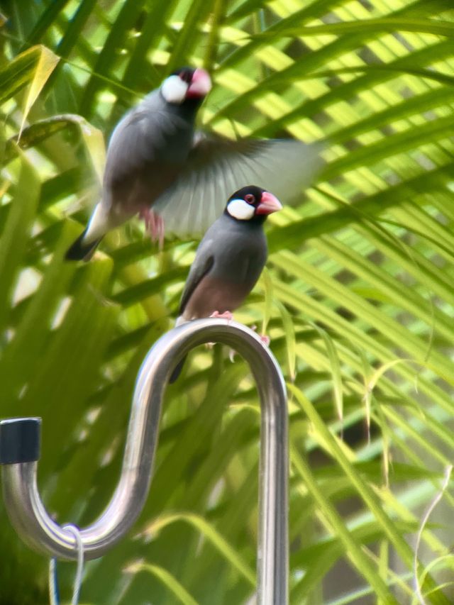 Java finch