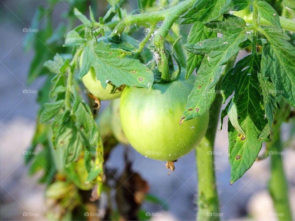 Green tomatoes