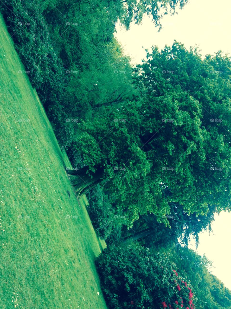 Glorious tree at Heavens Gate